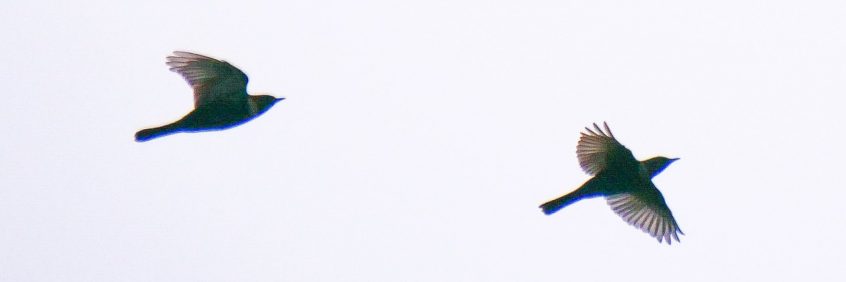 Ring Ouzels, Leith Hill (M Davis). Ring Ouzels, Leith Hill (M Davis).