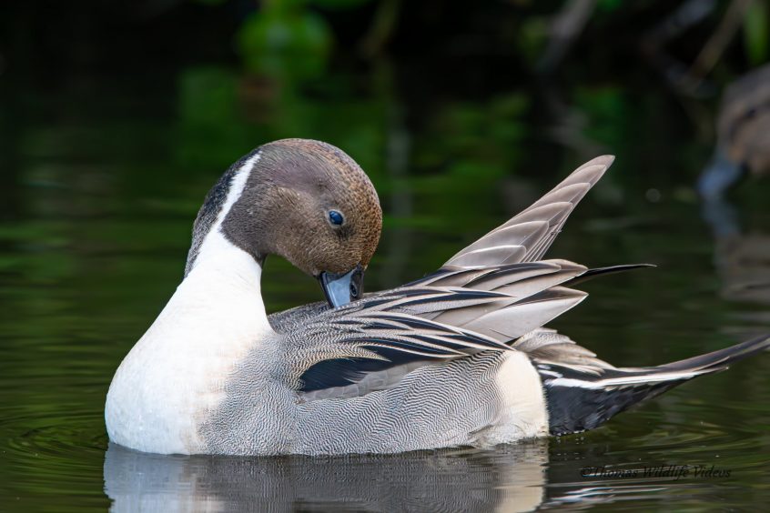 Pintail, Richmond Park (T Inns). Pintail, Richmond Park (T Inns).