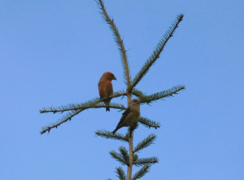 Crossbills, Effingham Forest (M Fincham). Crossbills, Effingham Forest (M Fincham).