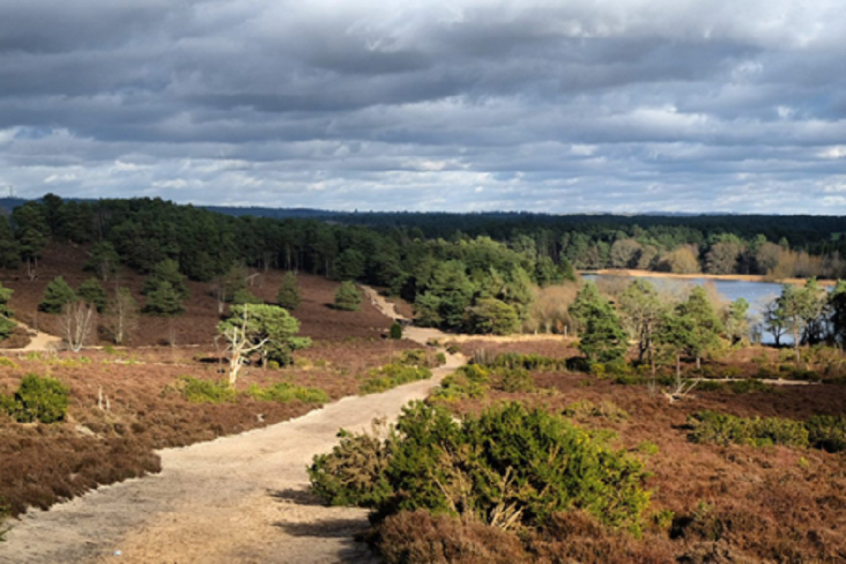 Heathlands - Frensham Little Pond (National Trust) Heathlands - Frensham Little Pond (National Trust)