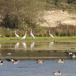 Great Egrets, Holmethorpe SP (G Hay).