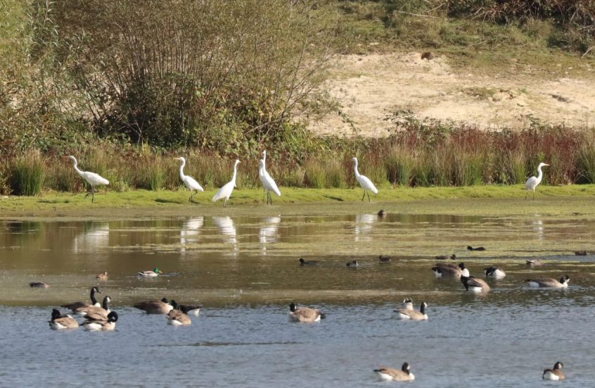 Great Egrets, Holmethorpe SP (G Hay). Great Egrets, Holmethorpe SP (G Hay).