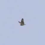 Short-eared Owl, Holmethorpe SP (G Hay).
