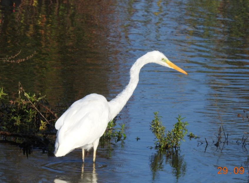 Great Egret, Beddington Farmlands (D Warren). Great Egret, Beddington Farmlands (D Warren).