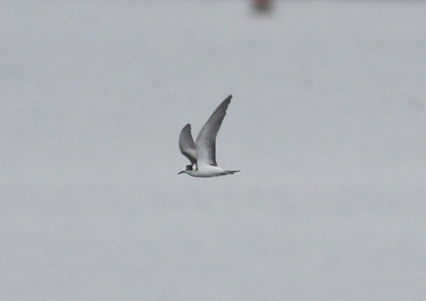 Black Tern, Island Barn Reservoir (D Harris). Black Tern, Island Barn Reservoir (D Harris).