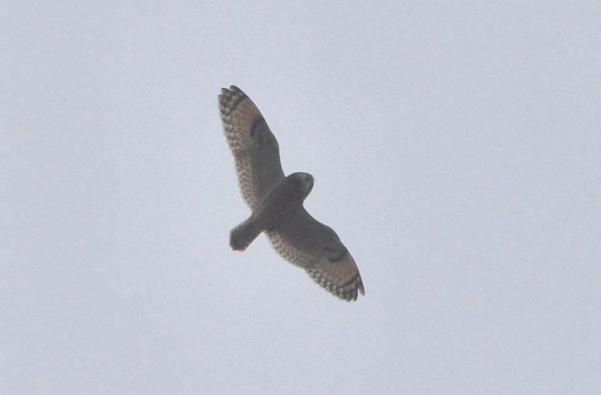 Short-eared Owl, Tate Modern (R Braddock). Short-eared Owl, Tate Modern (R Braddock).