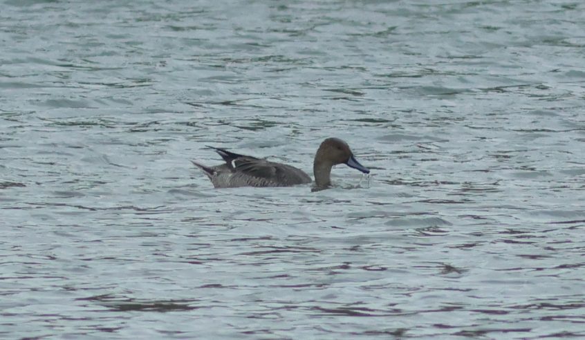 Pintail, Beddington Farmlands (P Alfrey). Pintail, Beddington Farmlands (P Alfrey).