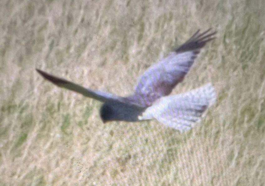 Hen Harrier, Brook (D Brassington). Hen Harrier, Brook (D Brassington).