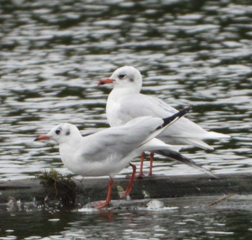 Mediterranean Gull, Thorpe Park (J Snell). Mediterranean Gull, Thorpe Park (J Snell).