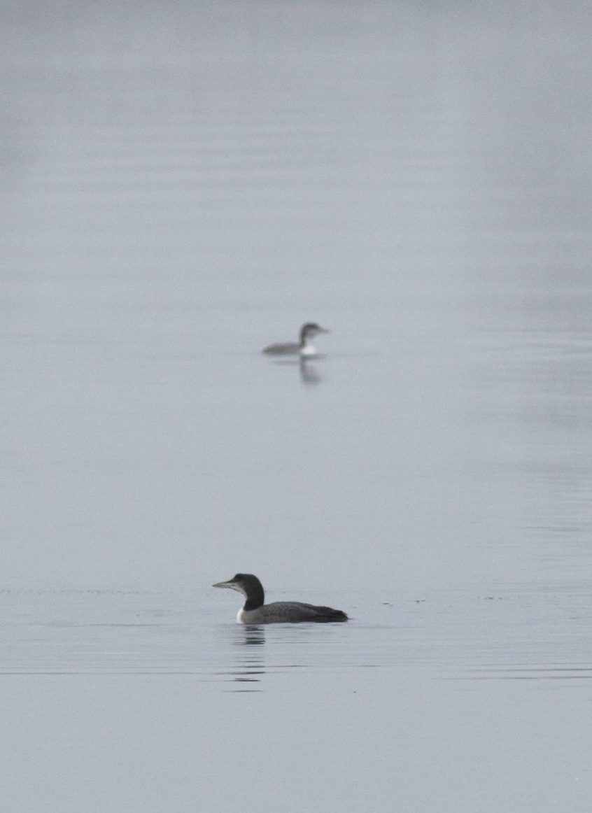 Great Northern Divers, Island Barn Reservoir (D Harris). Great Northern Divers, Island Barn Reservoir (D Harris).