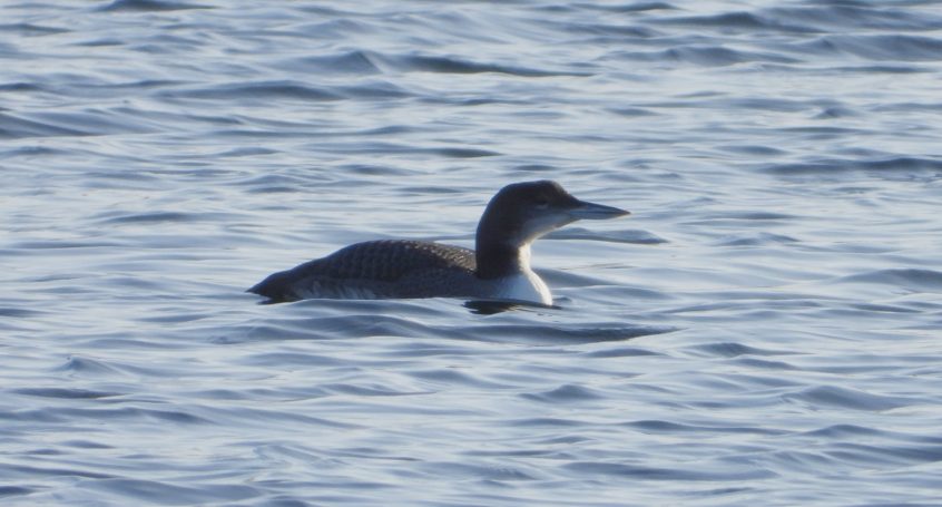 Great Northern Diver, Island Barn Reservoir (J Snell). Great Northern Diver, Island Barn Reservoir (J Snell).