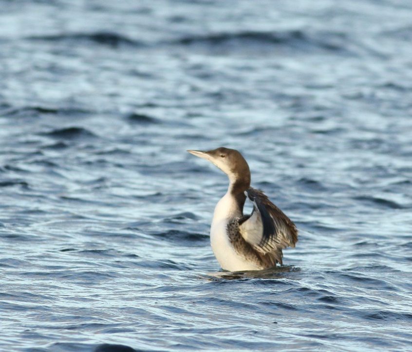 Great Northern Diver, Island Barn Reservoir (D Harris). Great Northern Diver, Island Barn Reservoir (D Harris).