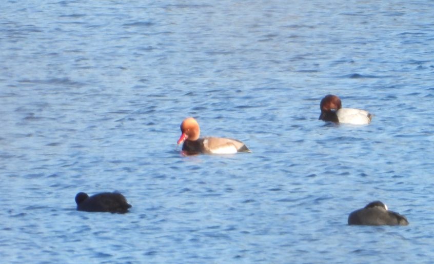 Red-crested Pochard, Thorpe Park (J Snell). Red-crested Pochard, Thorpe Park (J Snell).