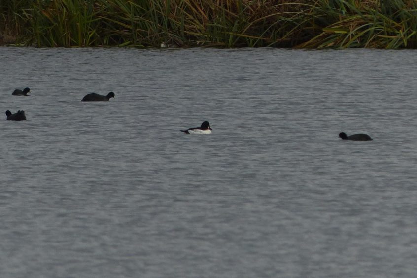 Goldeneye, London Wetland Centre (P Smallshire). Goldeneye, London Wetland Centre (P Smallshire).