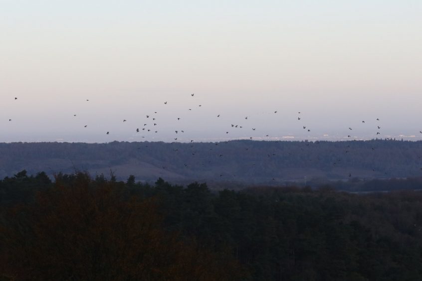 Woodpigeons, Leith Hill (W Attridge). Woodpigeons, Leith Hill (W Attridge).