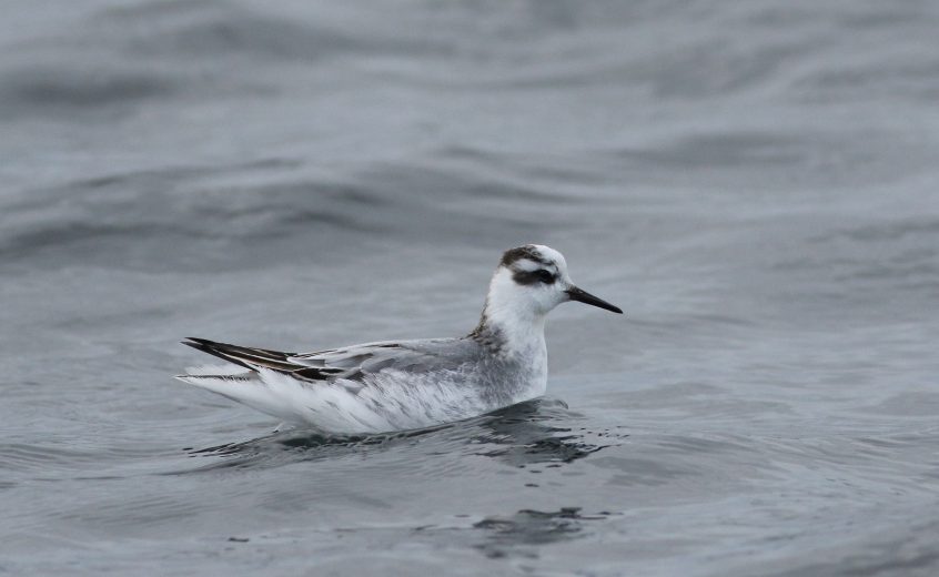 Grey Phalarope, Island Barn Reservoir (D Harris). Grey Phalarope, Island Barn Reservoir (D Harris).