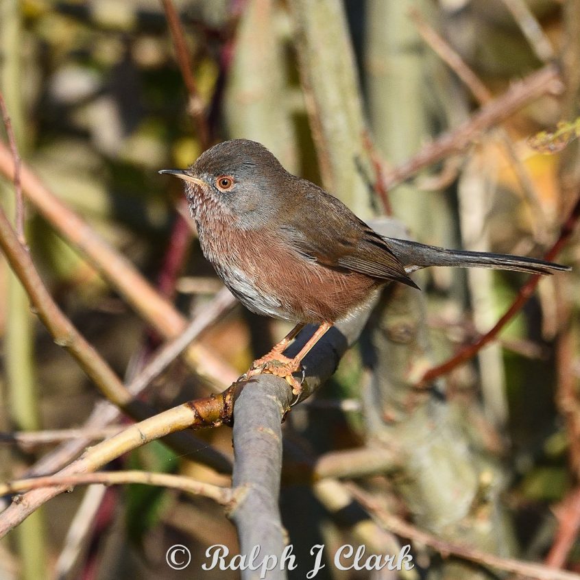 Dartford Warbler, Papercourt Water Meadows (R Clark). Dartford Warbler, Papercourt Water Meadows (R Clark).
