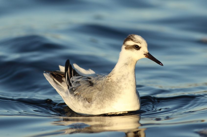 Grey Phalarope, Island Barn Reservoir (D Harris).