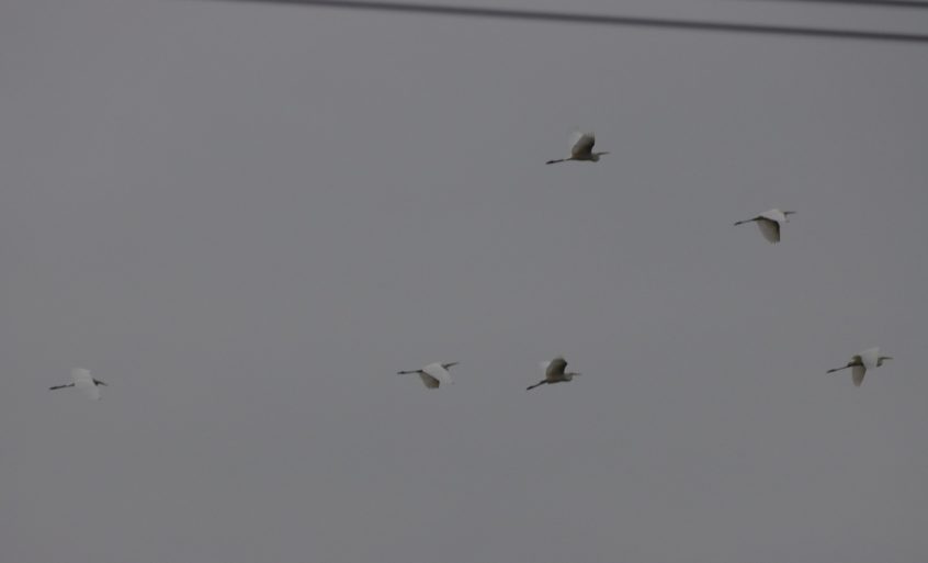 Great Egrets, Stoke Lake (M Fincham). Great Egrets, Stoke Lake (M Fincham).