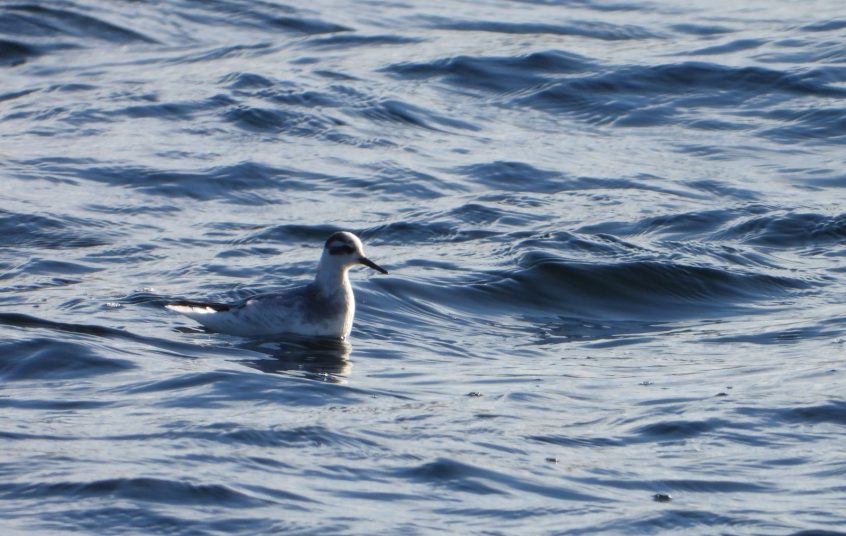 Grey Phalarope, Island Barn Reservoir (J Snell). Grey Phalarope, Island Barn Reservoir (J Snell).