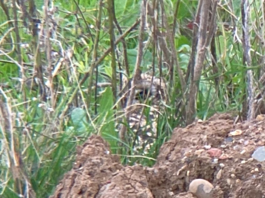 Short-eared Owl, Beddington Farmlands (D Bulling). Short-eared Owl, Beddington Farmlands (D Bulling).