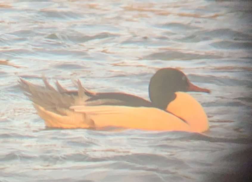 Goosander, Beddington Farmlands (J Pettit). Goosander, Beddington Farmlands (J Pettit).