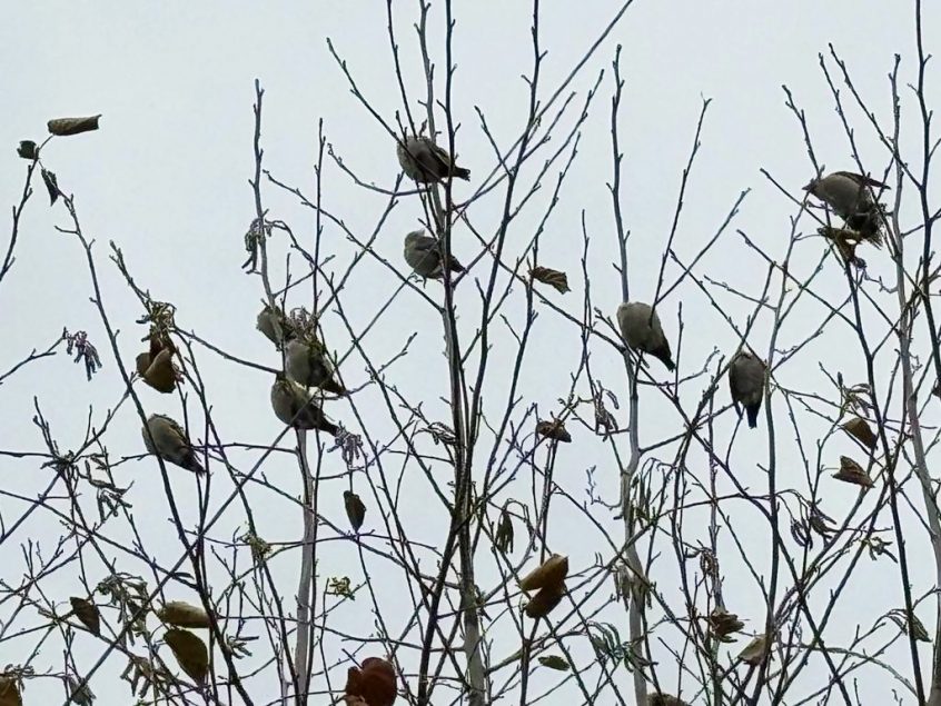 Waxwings, Balham (R Sankar). Waxwings, Balham (R Sankar).