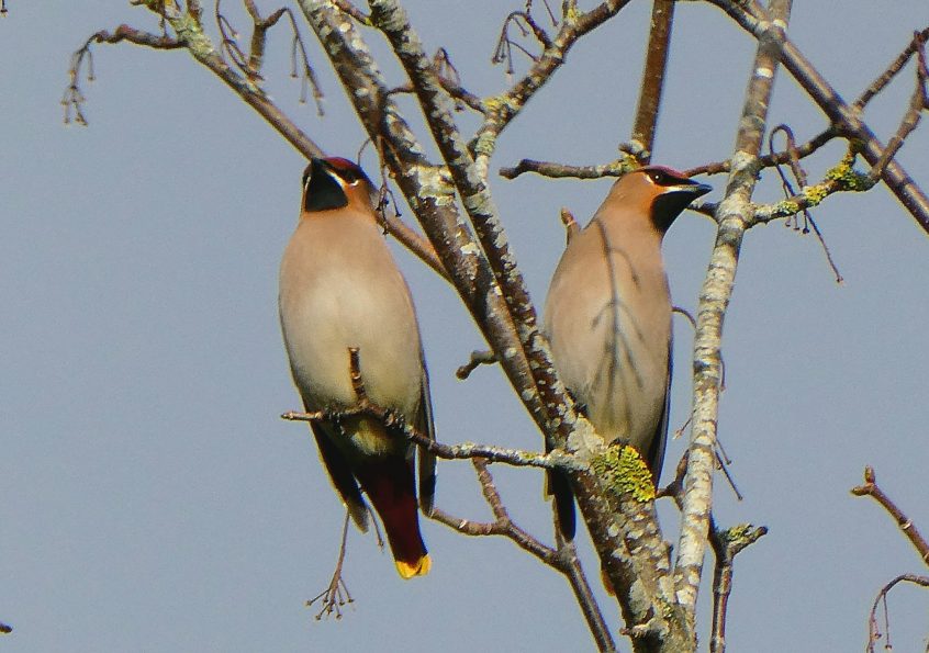 Waxwings, East Horsley (D Robinson). Waxwings, East Horsley (D Robinson).