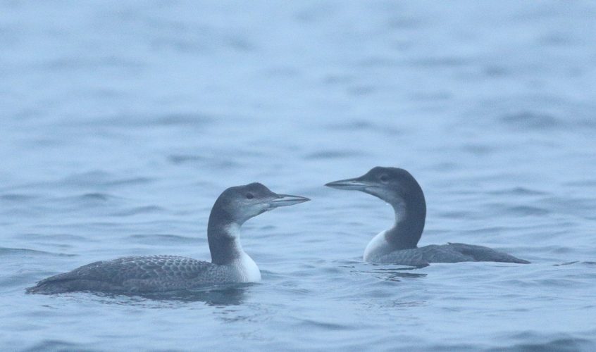 Great Northern Divers, Island Barn Reservoir (D Harris). Great Northern Divers, Island Barn Reservoir (D Harris).