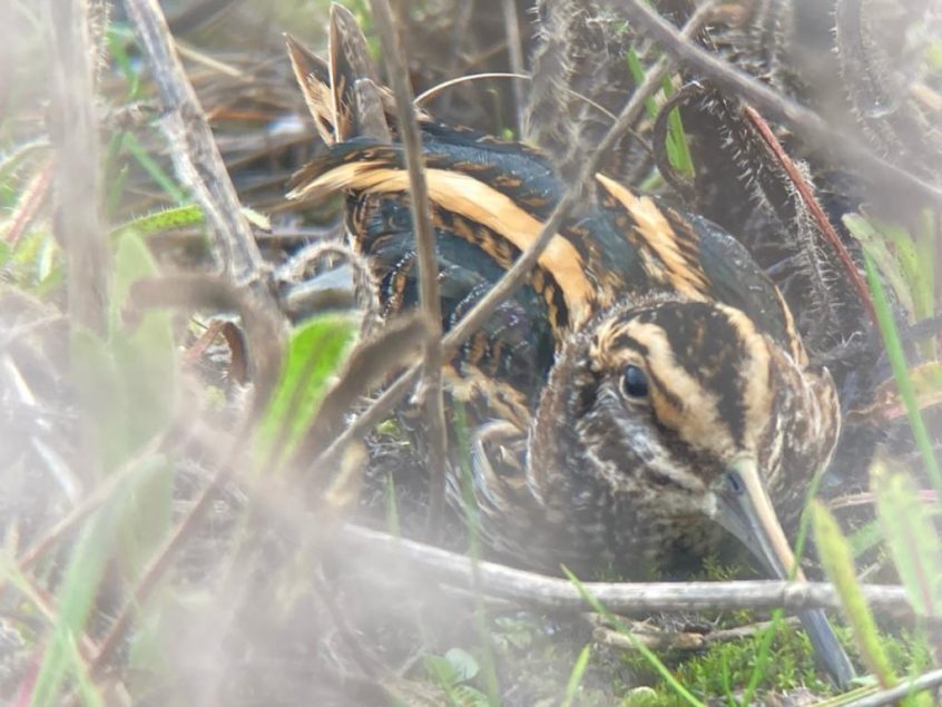 Jack Snipe, Beddington Farmlands (D Bulling). Jack Snipe, Beddington Farmlands (D Bulling).