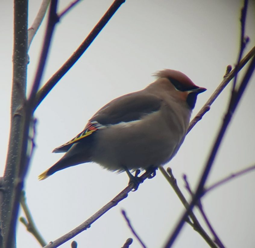 Waxwing, Balham (M Keenan). Waxwing, Balham (M Keenan).