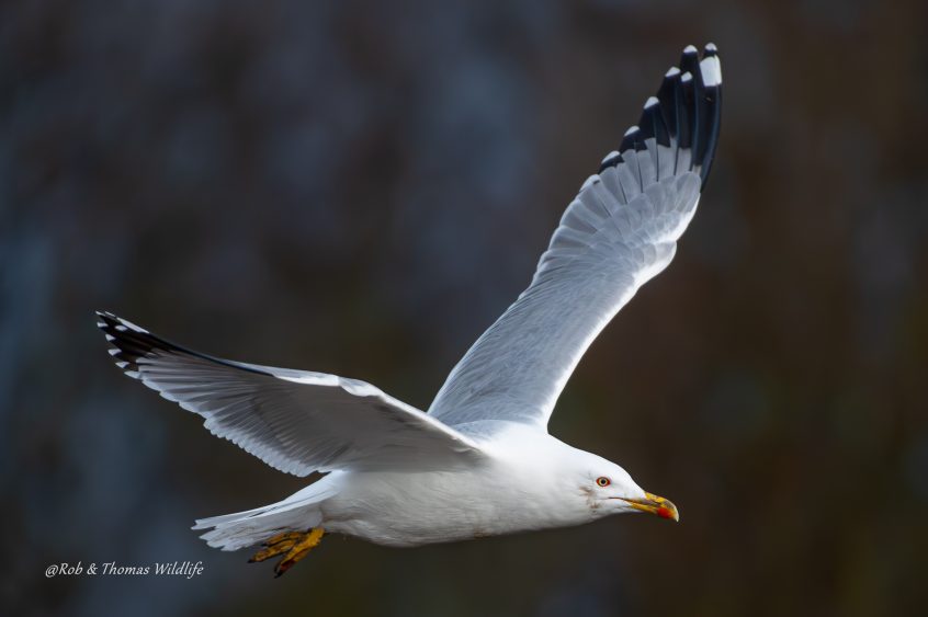 Yellow-legged Gull, Kingston upon Thames (T Inns). Yellow-legged Gull, Kingston upon Thames (T Inns).