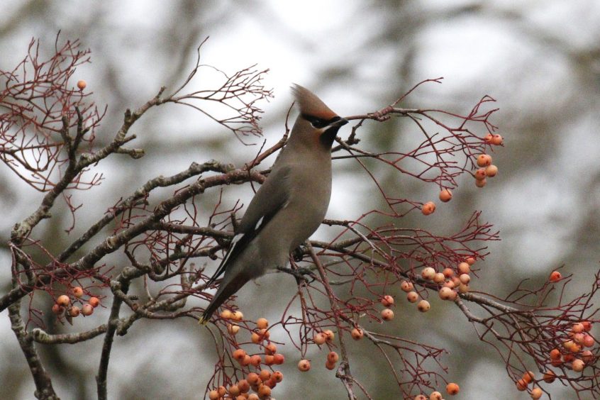 Waxwing, East Horsley (K Britten). Waxwing, East Horsley (K Britten).
