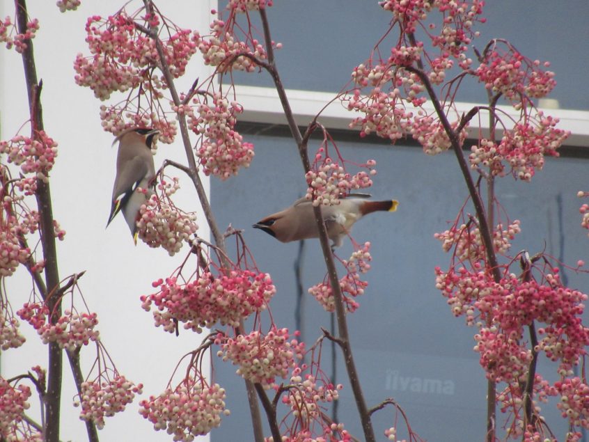 Waxwings, Balham (J Reeves). Waxwings, Balham (J Reeves).