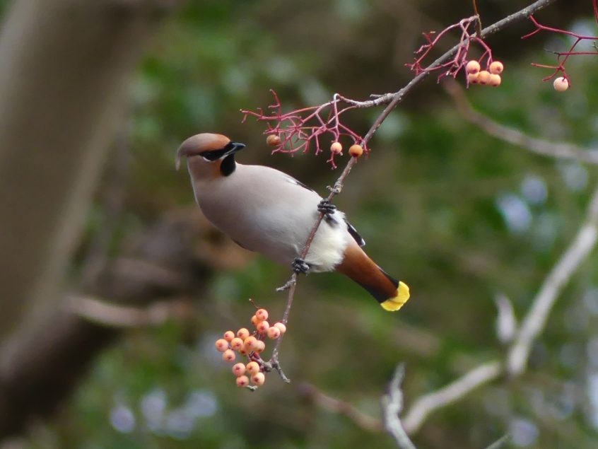 Waxwing, East Horsley (C Kemp). Waxwing, East Horsley (C Kemp).
