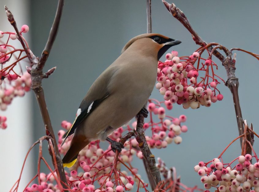 Waxwing, Balham (A Wilkinson). Waxwing, Balham (A Wilkinson).