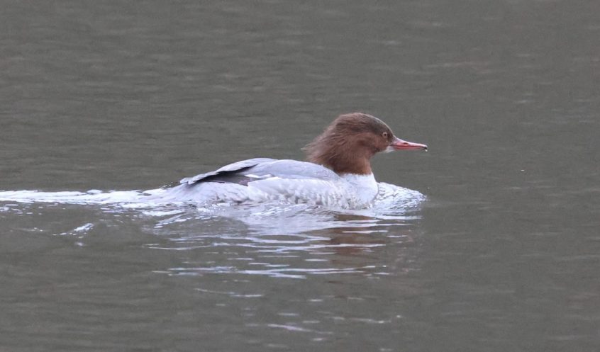 Goosander, Cutt Mill Ponds (A Bird). Goosander, Cutt Mill Ponds (A Bird).
