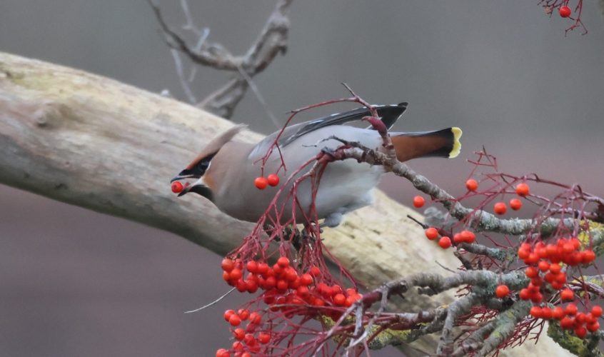 Waxwing, East Horsley (A Bird). Waxwing, East Horsley (A Bird).