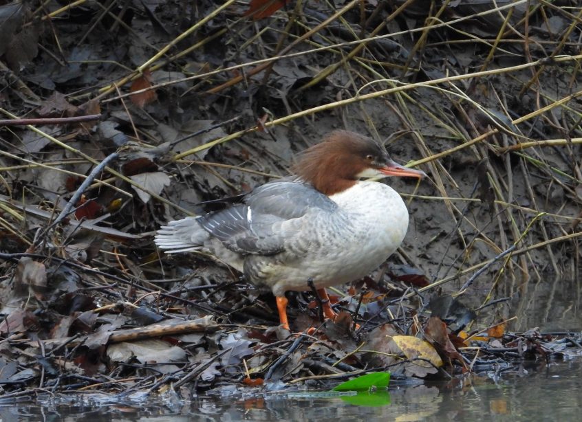 Goosander, Leatherhead (J Snell). Goosander, Leatherhead (J Snell).