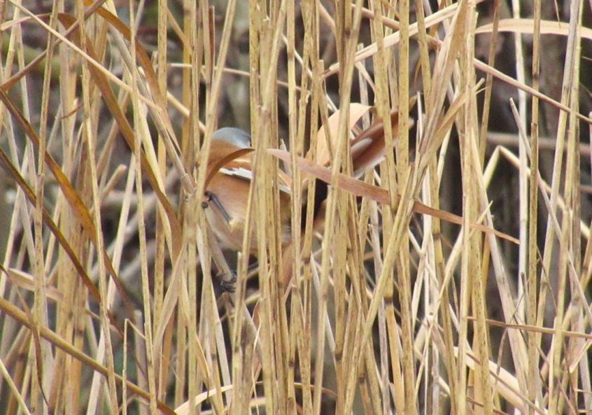 Bearded Tit, London Wetland Centre (J Reeves). Bearded Tit, London Wetland Centre (J Reeves).