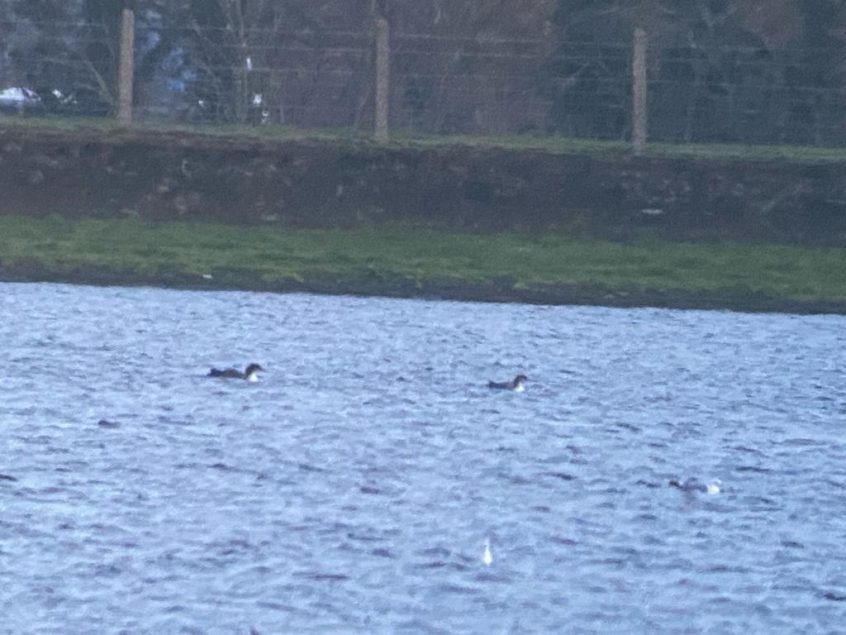 Great Northern Divers, Island Barn Reservoir (D Harris). Great Northern Divers, Island Barn Reservoir (D Harris).
