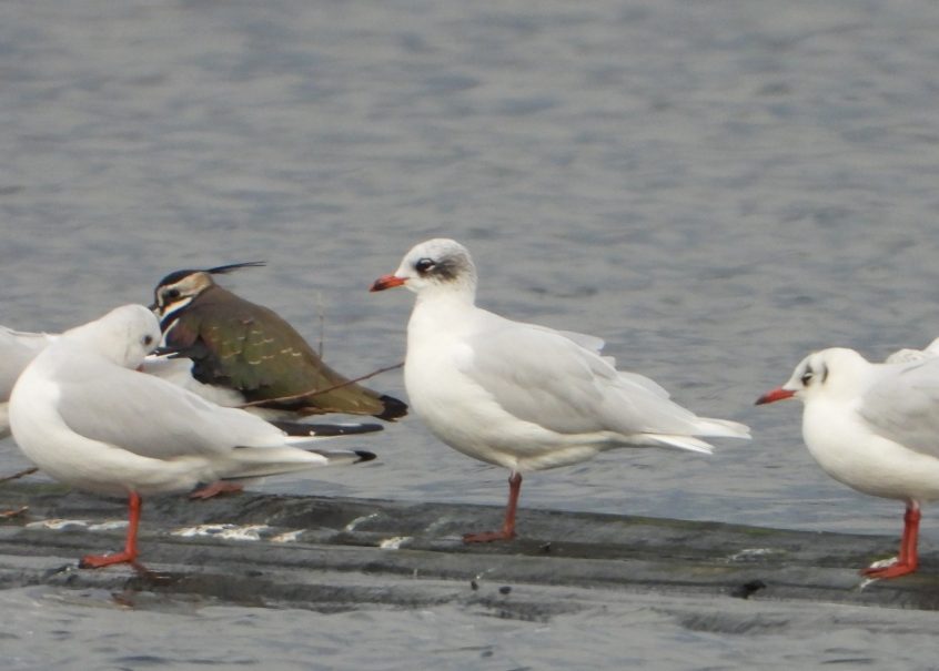 Mediterranean Gull, Thorpe Park (J Snell). Mediterranean Gull, Thorpe Park (J Snell).