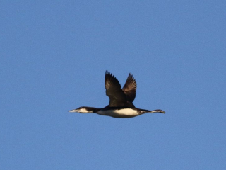 Great Northern Diver, Island Barn Reservoir (D Harris).