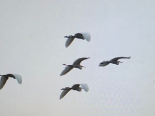 Great Egrets, Beddington Farmlands (J Pettit).