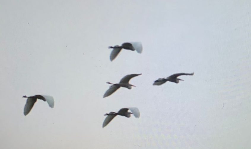 Great Egrets, Beddington Farmlands (J Pettit).