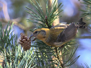 Crossbill, Thursley Common (R Fisher).