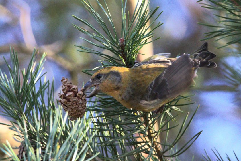 Crossbill, Thursley Common (R Fisher).