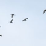 Great Egrets, Holmethorpe SP (J Pettit).
