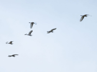 Great Egrets, Holmethorpe SP (J Pettit).