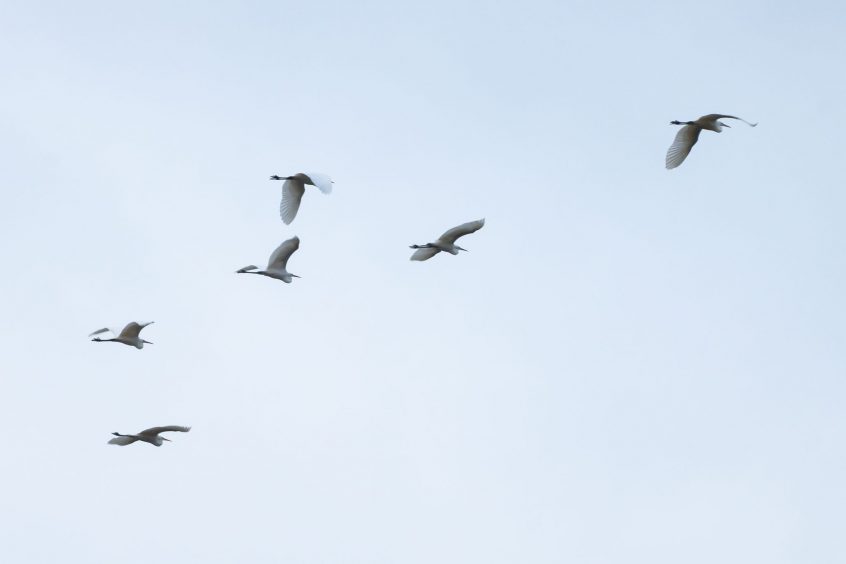 Great Egrets, Holmethorpe SP (J Pettit).
